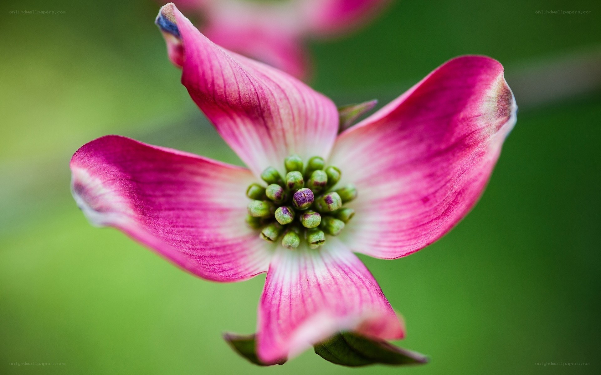 Pink dogwood flower close-up