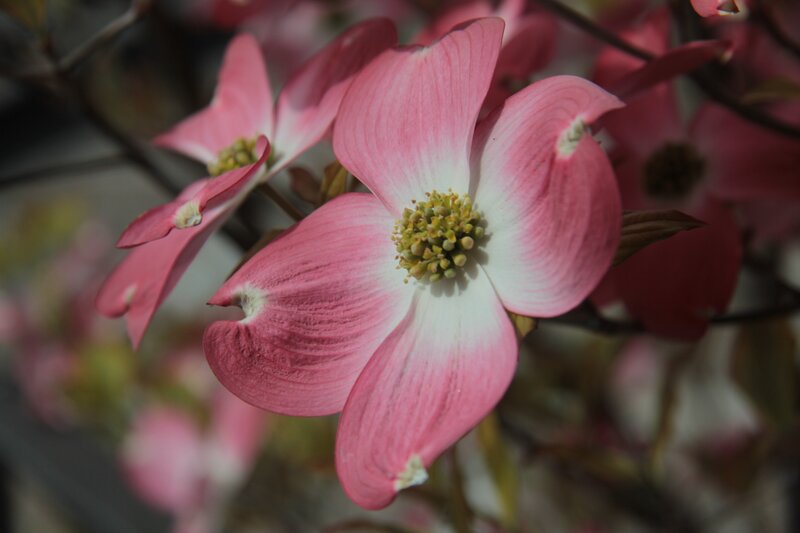 Pink dogwood flower in bloom