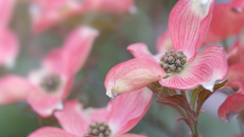Pink dogwood flower in bloom