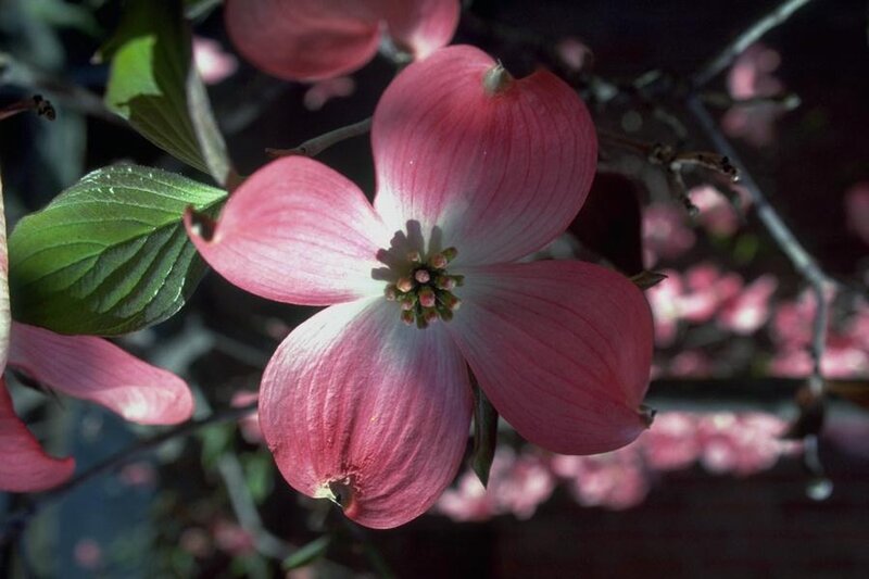 Pink dogwood flower in bloom