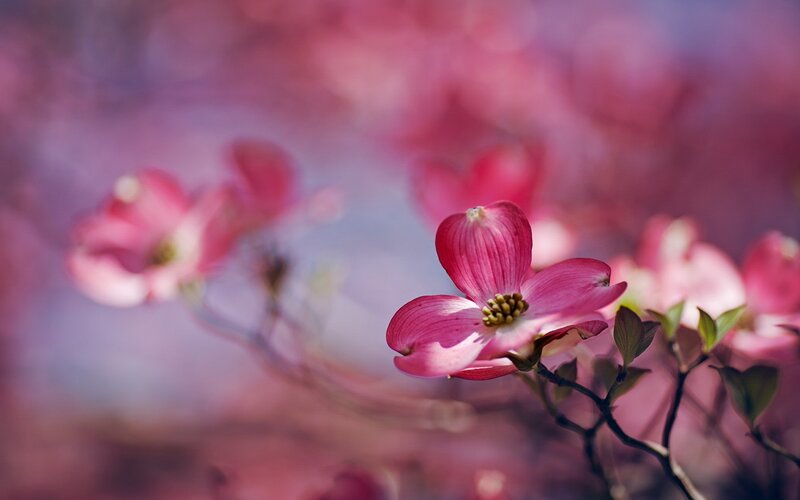 Pink Dogwood Flower — Serene, Spring, Photograph, Branch