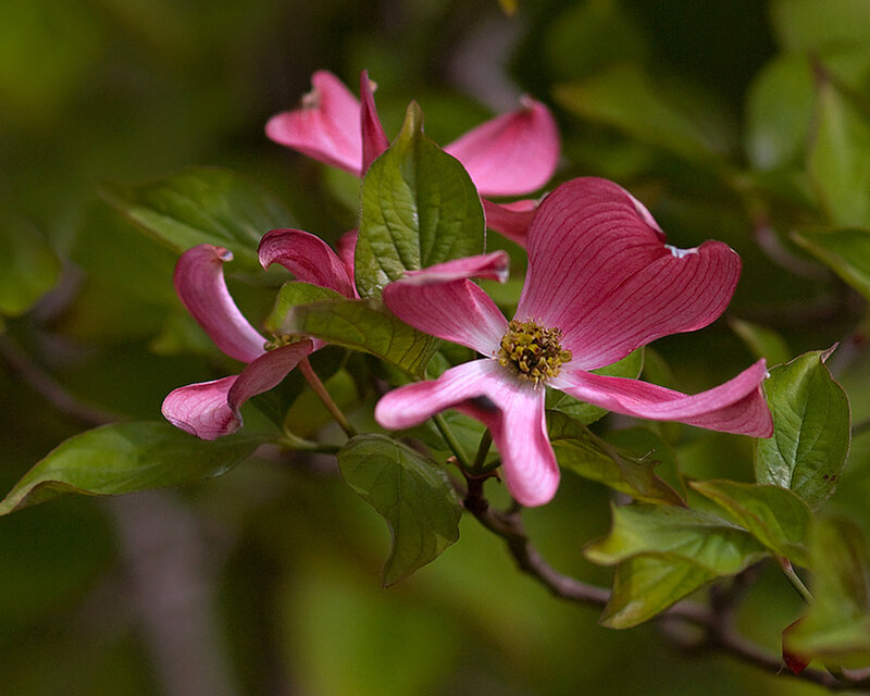 Pink Dogwood Flower — Serene, Spring, Photograph