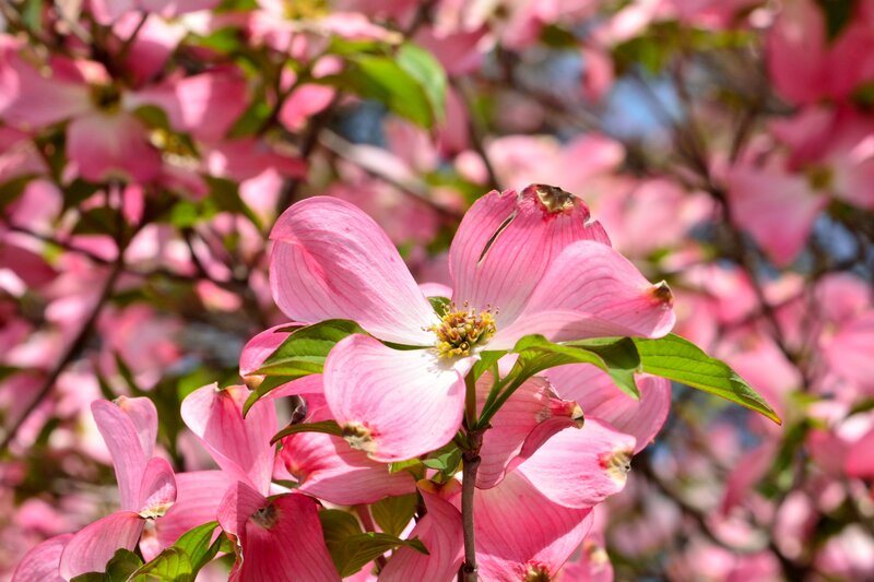 Pink Dogwood Flower — Serene, Spring
