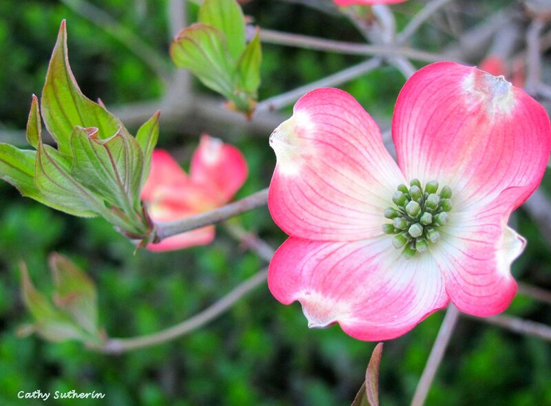 Pink Dogwood Flower — Serene