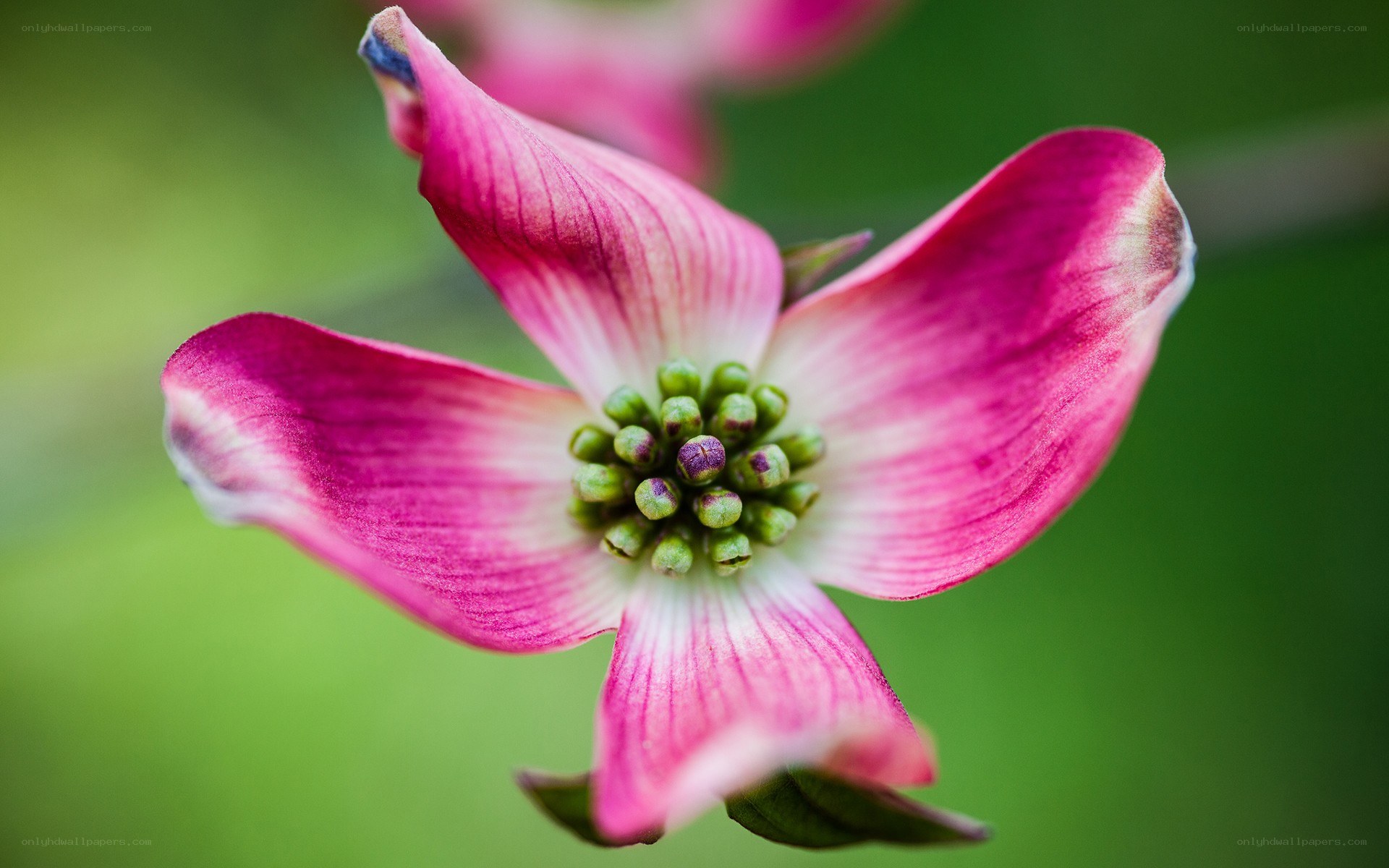 pink dogwood flower