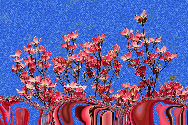 Pink Dogwood Flowers — Blue