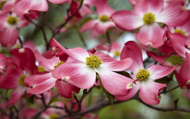 Pink Dogwood Flowers — Calm, Spring, Photograph, Branches