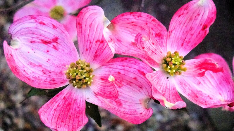Pink Dogwood Flowers — Calm, Spring, Photograph, Petals