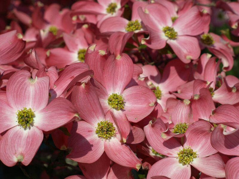 Pink Dogwood Flowers — Calm, Spring, Photograph