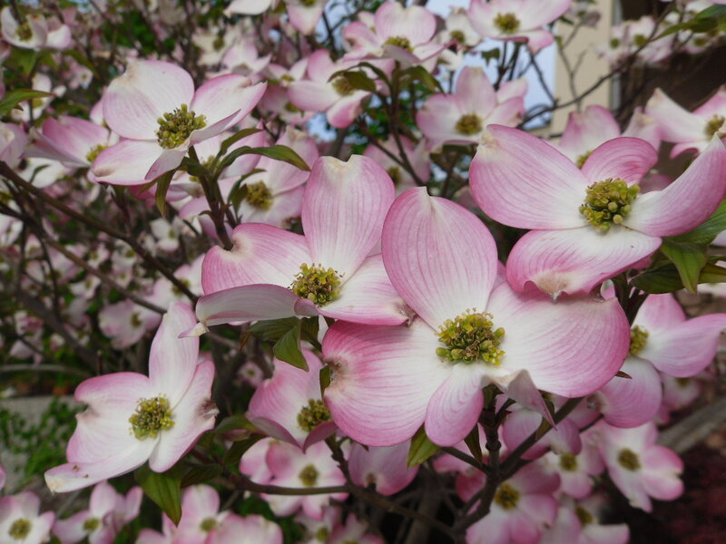 Pink Dogwood Flowers — Calm, Spring