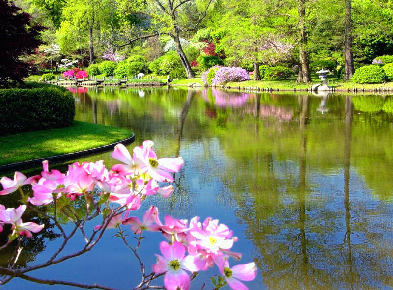 Pink Dogwood Flowers — Green, Serene, Spring