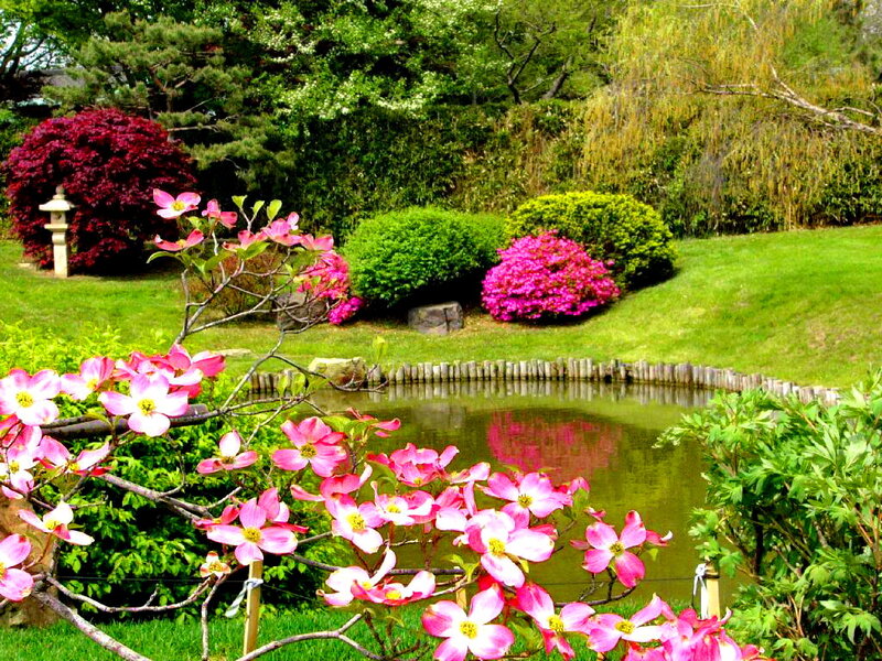 Pink Dogwood Flowers — Green, Serene
