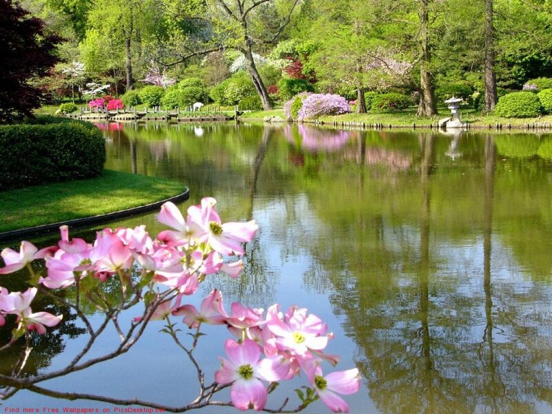 Pink Dogwood Flowers — Green