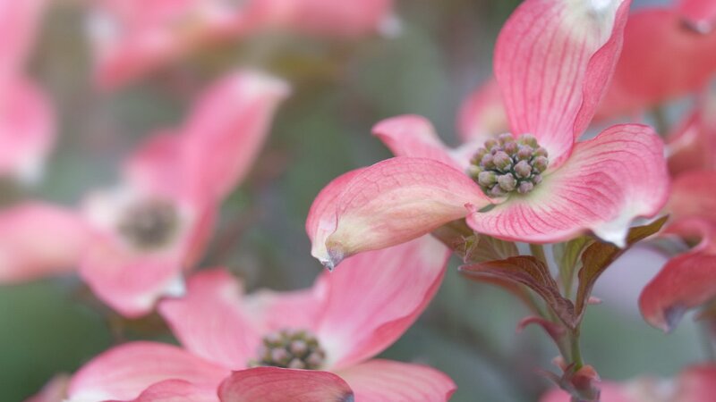 Pink dogwood flowers in bloom