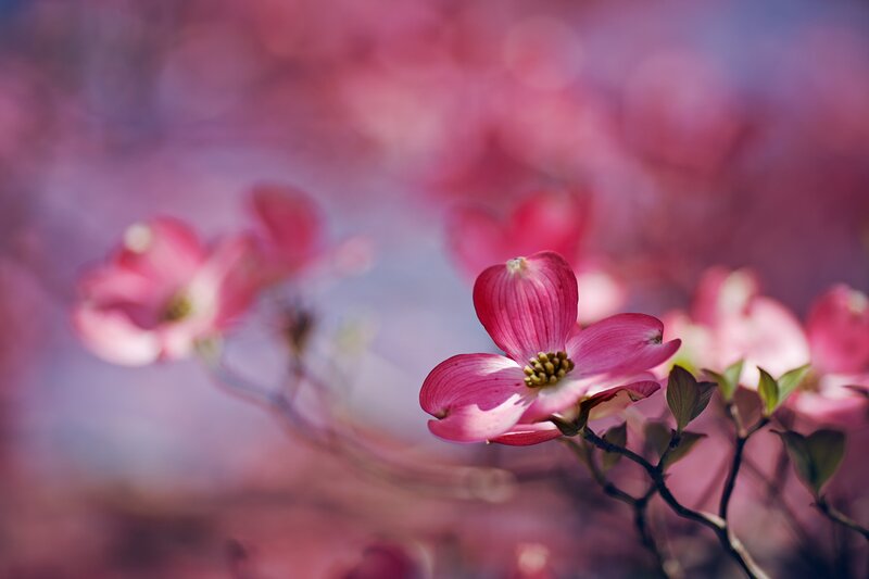 Pink dogwood flowers in bloom