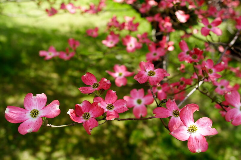 Pink dogwood flowers in bloom