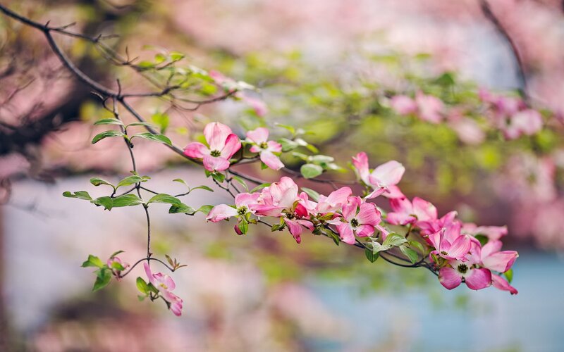 Pink Dogwood Flowers — Serene, Spring, Photograph, Branch, Leaves, Blossoms