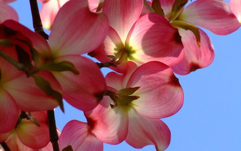 Pink Dogwood Flowers — Serene, Spring, Photograph, Branch