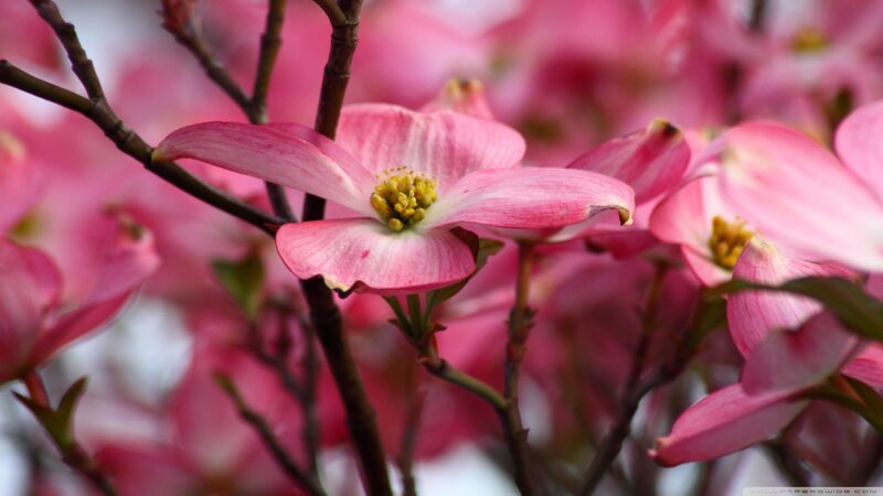 Pink Dogwood Flowers — Serene, Spring, Photograph, Branches, Buds