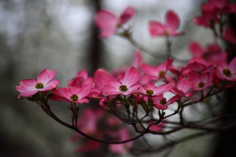 Pink Dogwood Flowers — Serene, Spring, Photograph, Branches, Leaves
