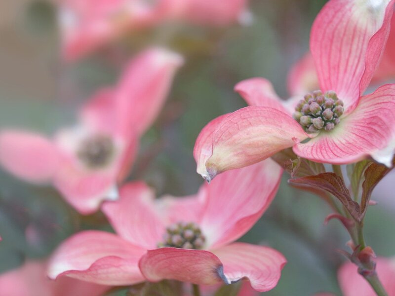 Pink Dogwood Flowers — Serene, Spring, Photograph, Buds, Leaves