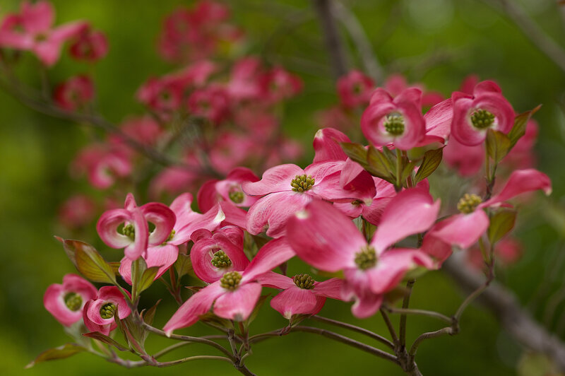 Pink Dogwood Flowers — Serene, Spring, Photograph, Leaves, Branches