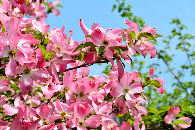 Pink Dogwood Flowers — Serene, Spring, Photograph, Leaves, Sky