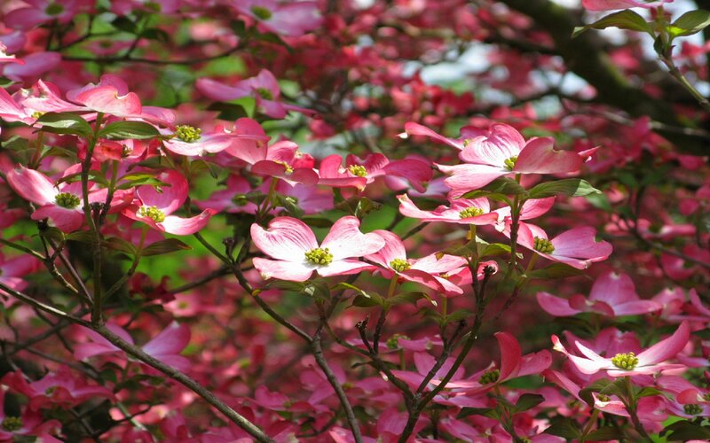 Pink Dogwood Flowers — Serene, Spring, Photograph, Leaves
