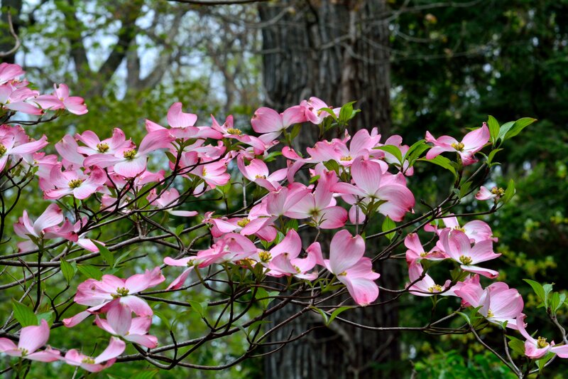Pink Dogwood Flowers — Serene, Spring, Photograph, Tree Branches