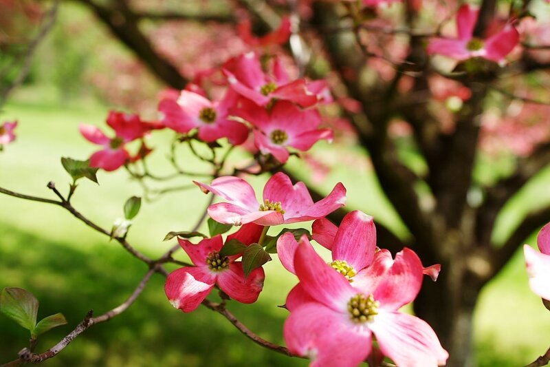 Pink Dogwood Flowers — Serene, Spring