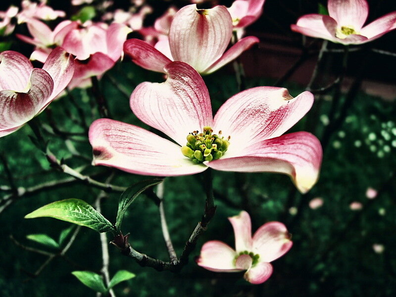 Pink Dogwood Flowers — Serene