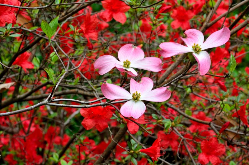 Pink Dogwood Flowers — Vibrant