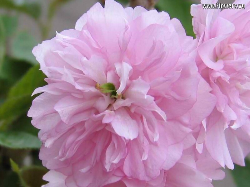 Pink Double Rose