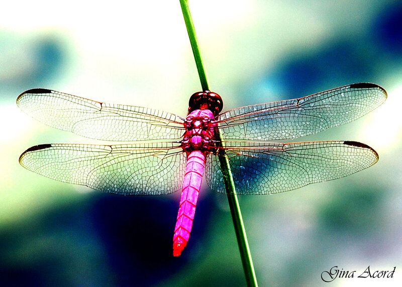 Pink dragonfly on a stem