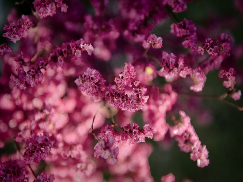 Pink Dried Flowers