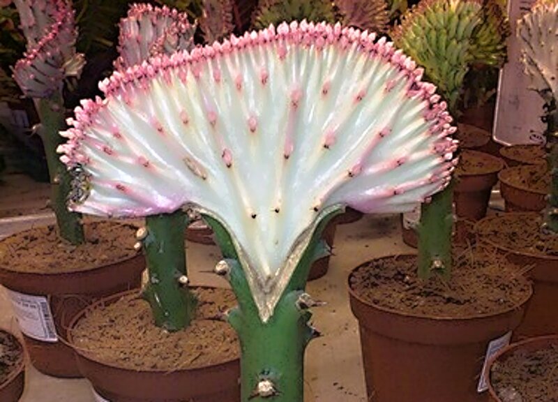 Pink-edged Cactus Plant