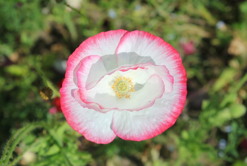 Pink-edged Poppy Flower