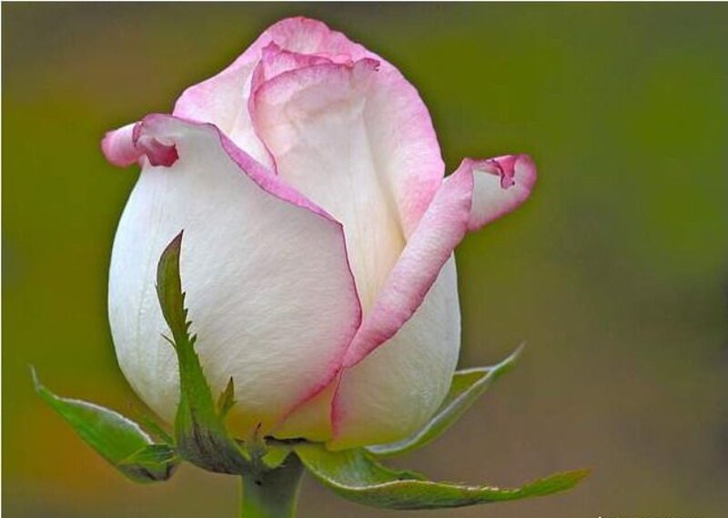 Pink-edged Rose Bud