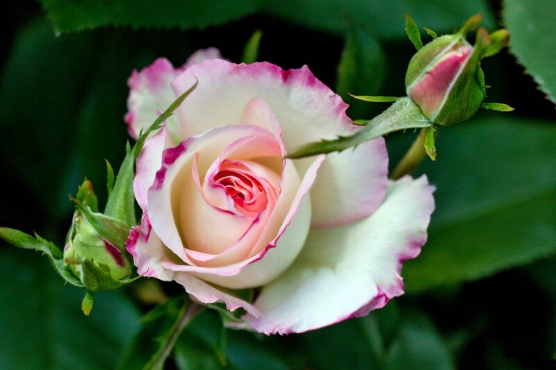Pink-edged Rose Flower