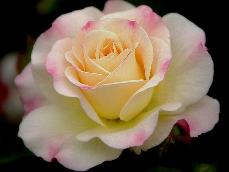Pink-edged Rose Flower — White, Serene