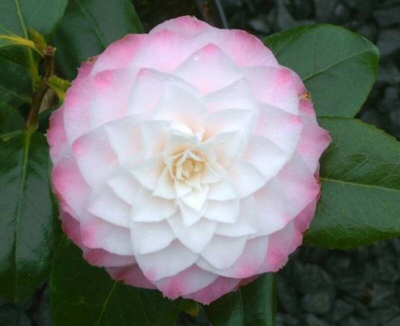 Pink-edged White Camellia