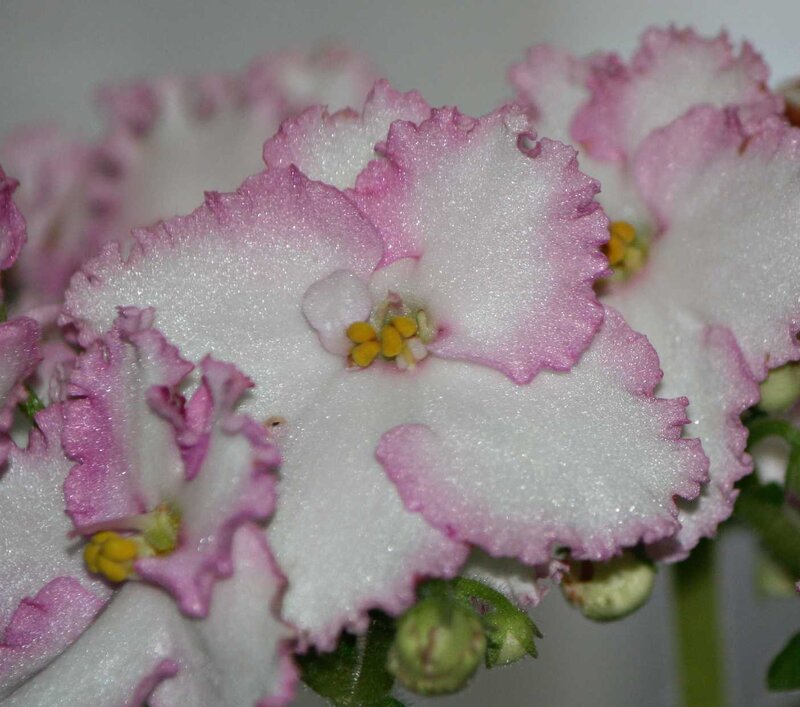 Pink-edged White Flowers