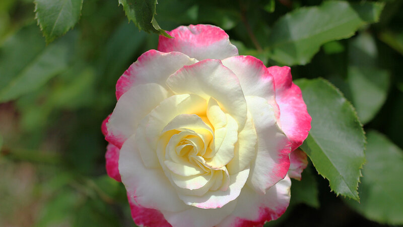 Pink-edged White Rose — Serene, Afternoon, Photograph
