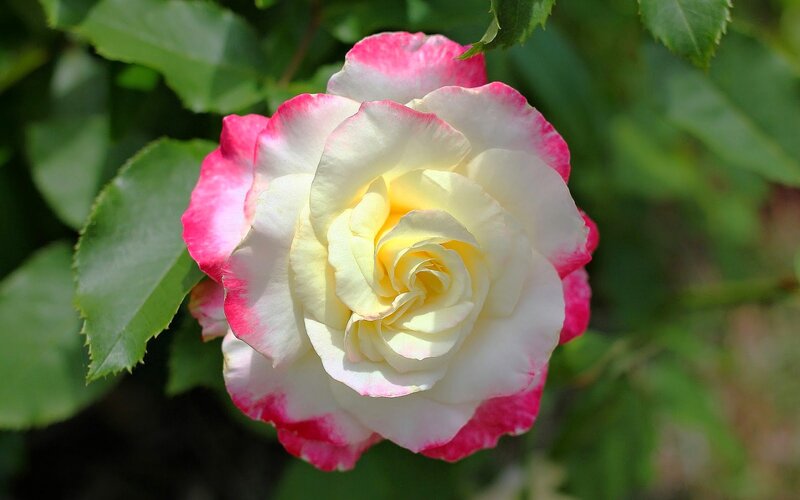 Pink-edged White Rose — Serene, Afternoon