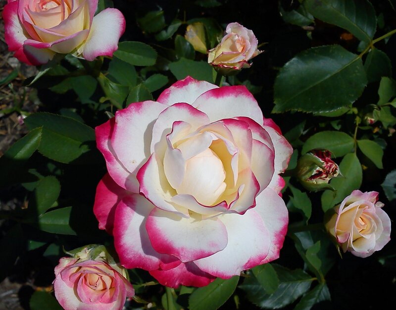 Pink-edged White Rose — Serene