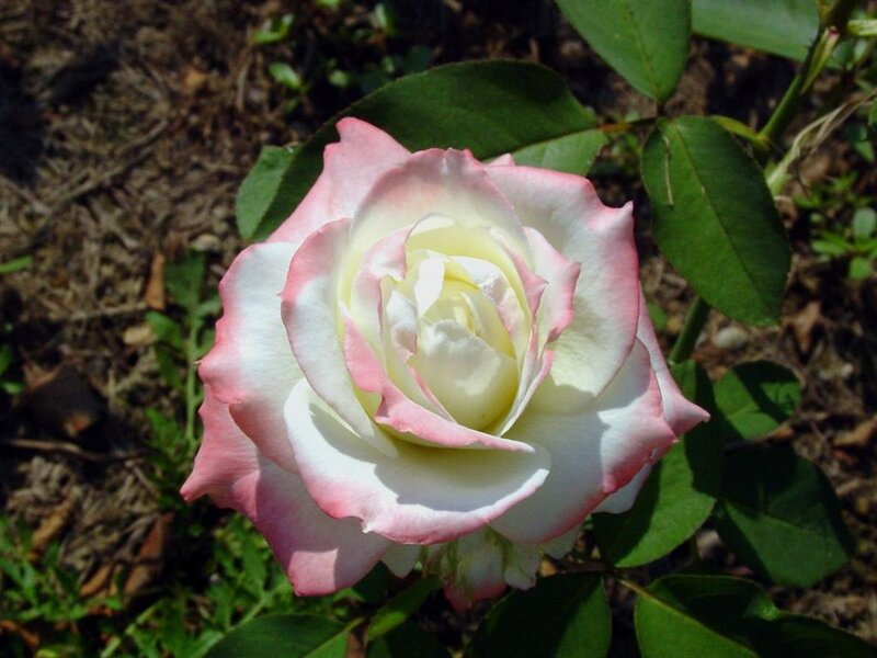 Pink-edged White Rose