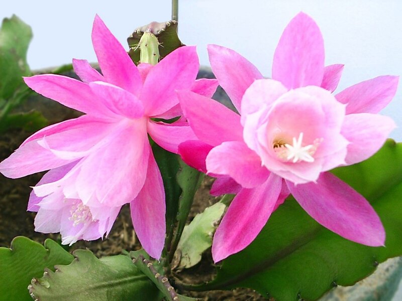 Pink Epiphyllum Flowers