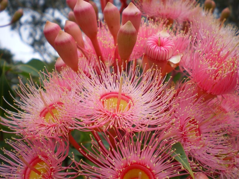 Pink eucalyptus flowers