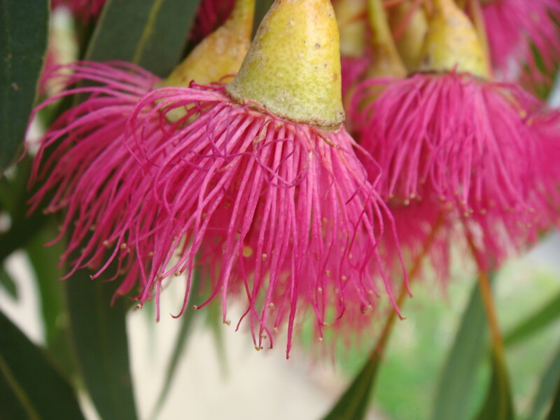 Pink Eucalyptus Flowers — Natural, Afternoon
