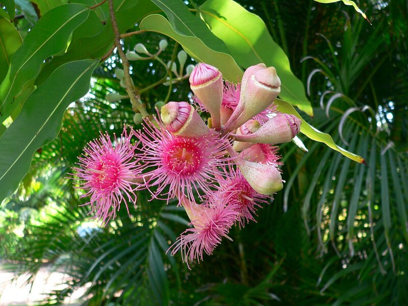 Pink Eucalyptus Flowers — Natural